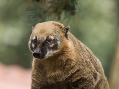 South American coati - De Zonnegloed - Animal park - Animal refuge centre 